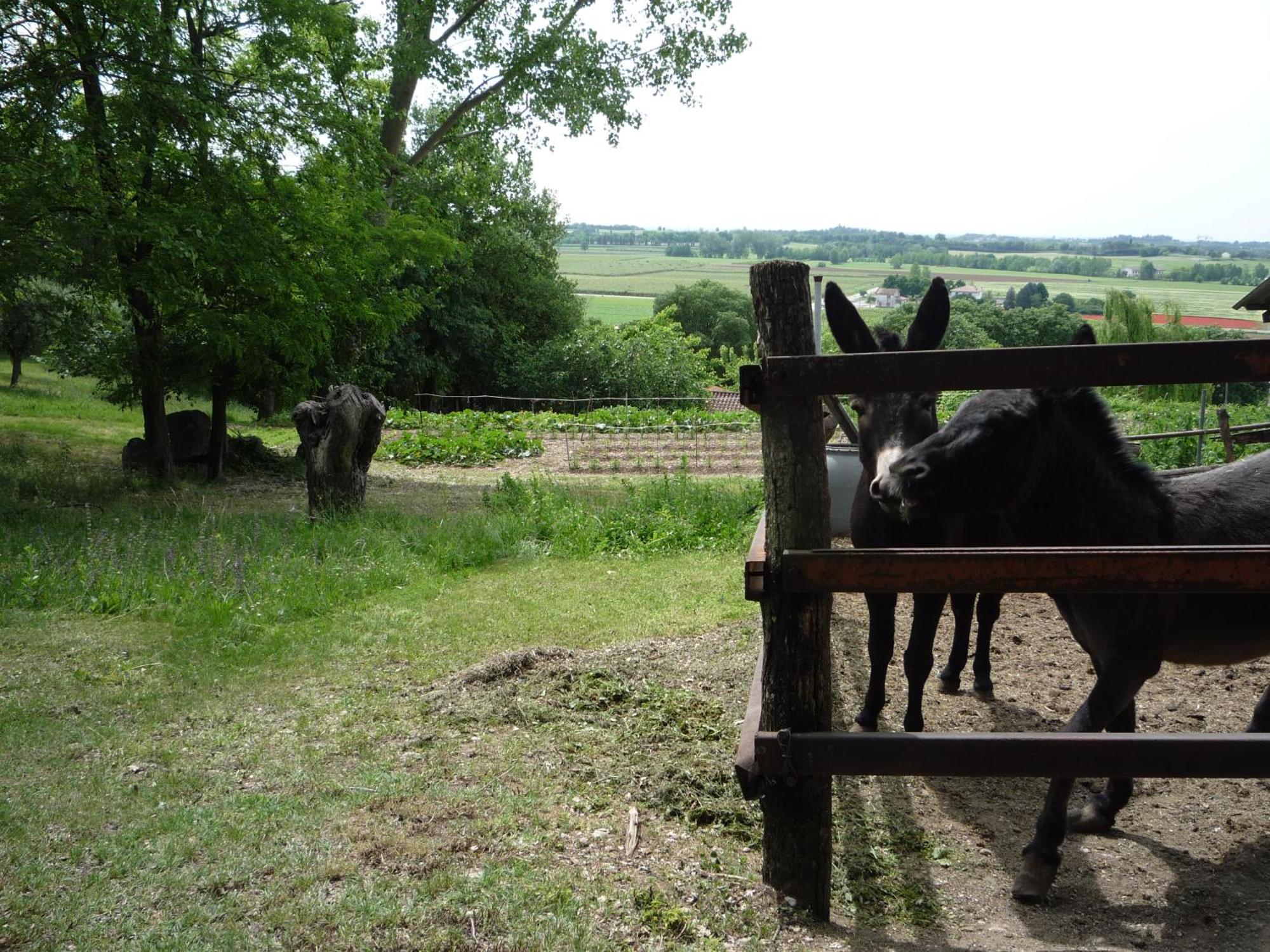 Agriturismo Lupo Bianco Monzambano Eksteriør bilde